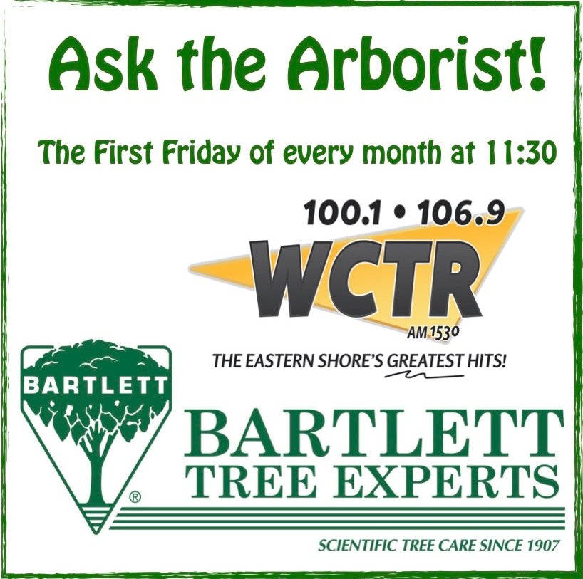 Ask the Arborist